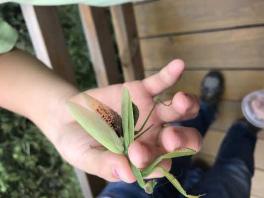 抓昆虫的过程200（捉昆虫的动作细节）-图2