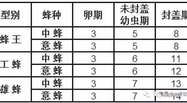 蜜蜂孵化过程（蜜蜂孵化周期表）-图1