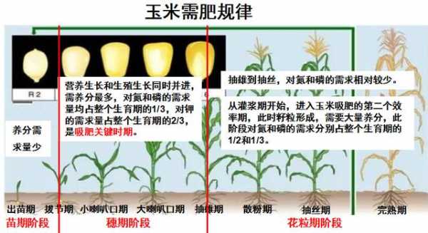 玉米中的繁育过程（玉米的繁育方式）-图1