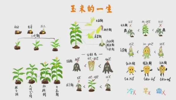 玉米中的繁育过程（玉米的繁育方式）-图2