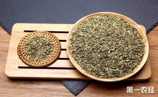 小茴香泡酒的过程（小茴香泡酒喝多久一个疗程）-图1