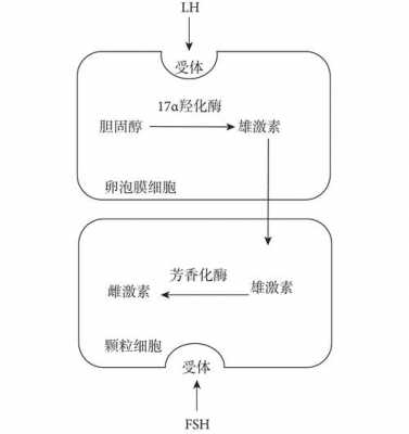 性激素的合成过程（性激素的合成过程是什么）-图3