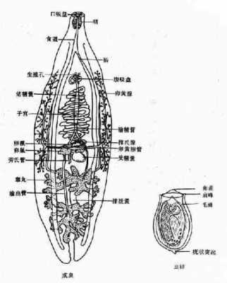 吸虫的发育过程（吸虫的发育过程有虫卵）-图1