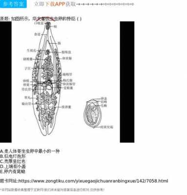 吸虫的发育过程（吸虫的发育过程有虫卵）-图2