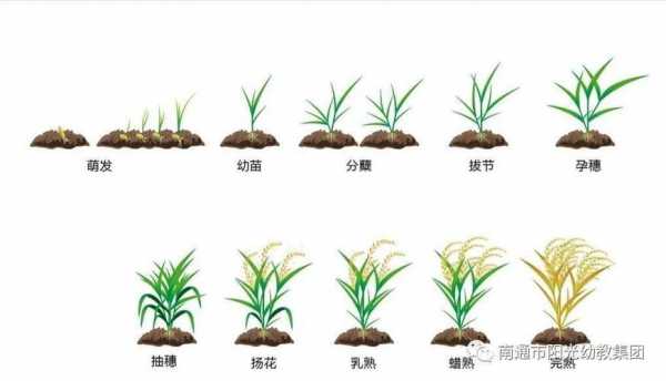 稻谷发芽过程简笔画（稻谷发芽的过程）-图1