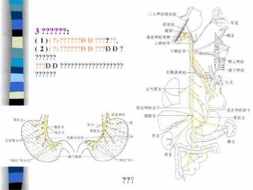 嗅神经传导过程（嗅神经的传导通路）-图1