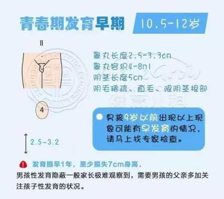 美国男孩发育过程图（美国男孩发育过程图解）-图3