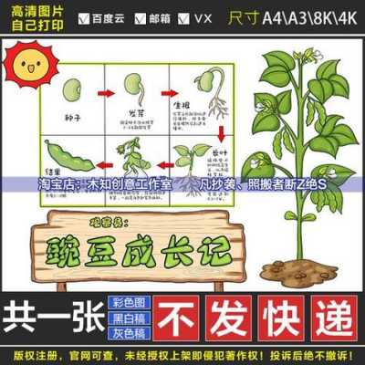 豆角的生长过程日记（豆角的生长过程日记怎么写）-图2