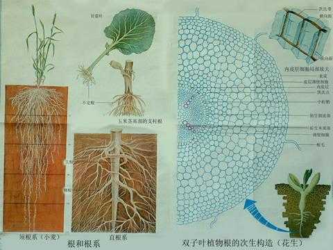 双子叶植物根的次生生长过程（双子叶植物根的次生生长过程及结构特点）-图1