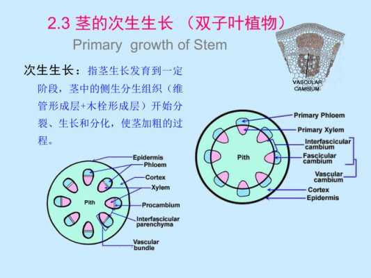 双子叶植物根的次生生长过程（双子叶植物根的次生生长过程及结构特点）-图2