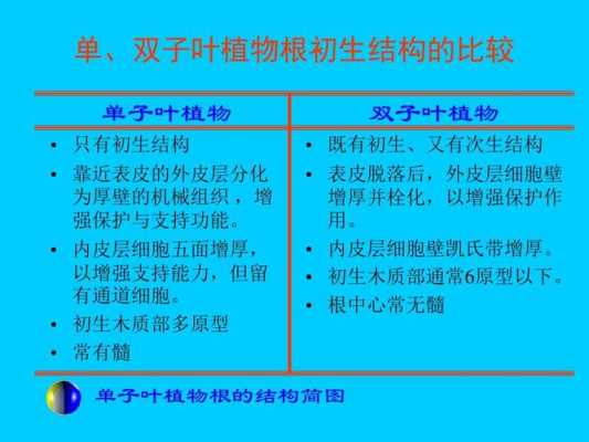 双子叶植物根的次生生长过程（双子叶植物根的次生生长过程及结构特点）-图3