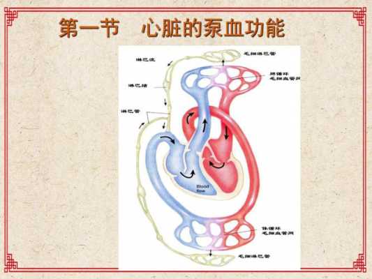 心脏血液泵血过程（心脏的泵血）-图3