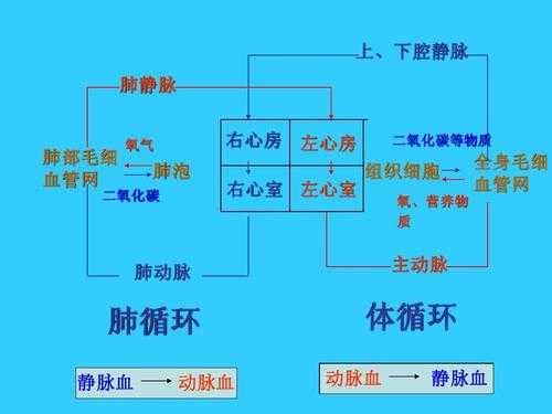 心脏血液泵血过程（心脏的泵血）-图2