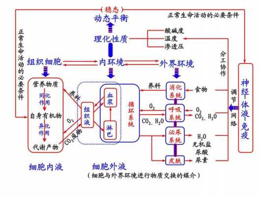 内环境调节过程（内环境的调节方式是什么）-图1