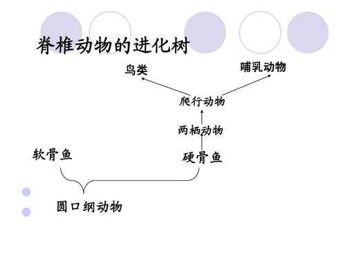 动物的进化过程ppt（腔肠动物到哺乳动物的进化过程）-图3