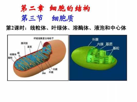 液泡变化过程（液泡大小变化）-图2