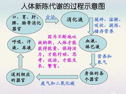 新陈代谢包括的过程（新陈代谢方式分类）-图1