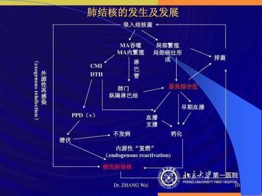 肺结核的发病过程（肺结核的发病过程是什么）-图2