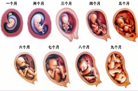 怀孕十月胎儿发育过程图片（怀孕十月胎儿发育过程图片高清）-图2