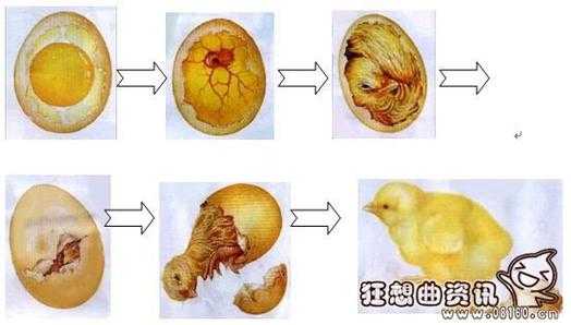 小鸡在蛋里生长过程（小鸡在蛋里面的时候要什么温度）-图2