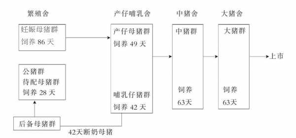 养猪的过程（养猪过程和经验）-图1