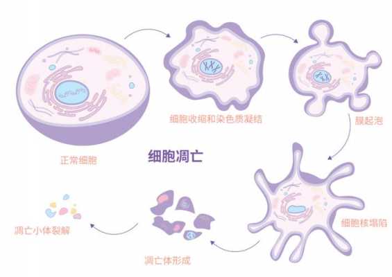 细胞凋亡的过程图片（细胞凋亡的过程图片高清）-图1