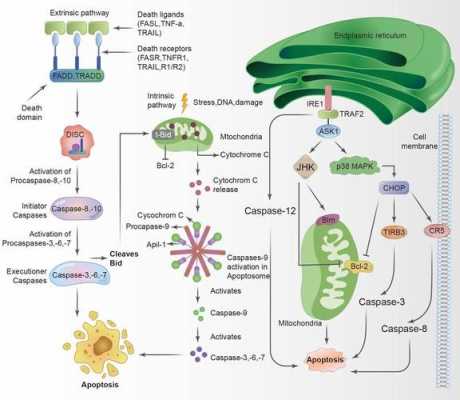 细胞凋亡的过程图片（细胞凋亡的过程图片高清）-图3