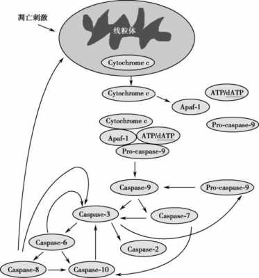 细胞凋亡的过程图片（细胞凋亡的过程图片高清）-图2