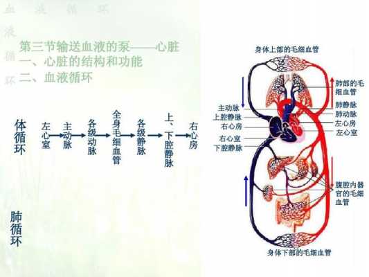 血液的循环过程视频（血液循环过程视频初中）-图3