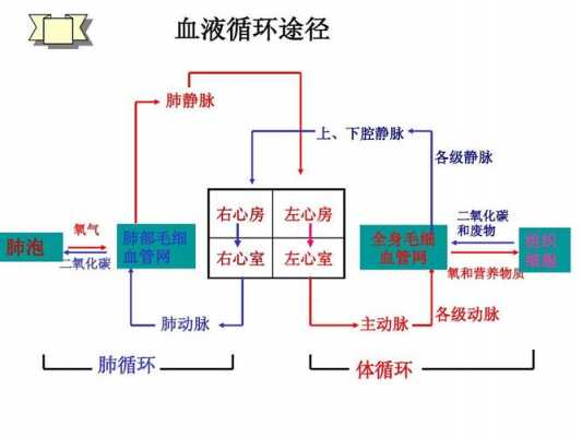 血液的循环过程视频（血液循环过程视频初中）-图1