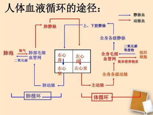 血液的循环过程视频（血液循环过程视频初中）-图2