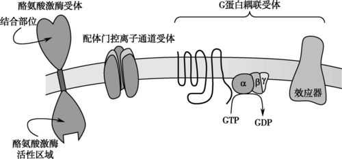 物质与受体结合过程（与受体结合的物质叫什么）-图1