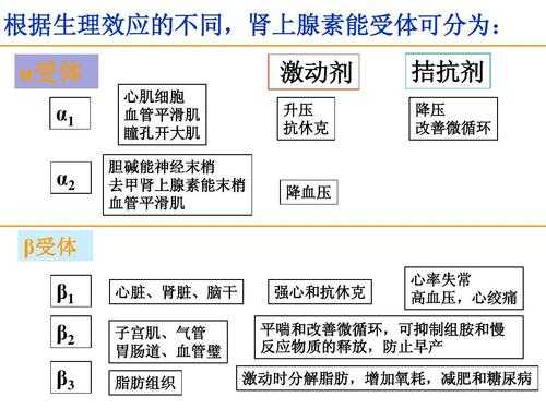 物质与受体结合过程（与受体结合的物质叫什么）-图3