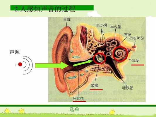 声音的形成过程（声音的形成过程视频）-图2