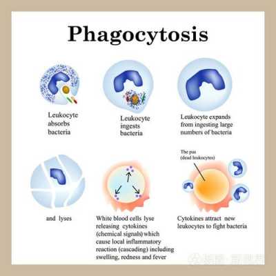白细胞吞噬细菌的过程（白细胞吞噬细菌的过程动画）-图3