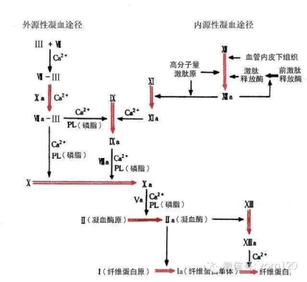 凝血形成的主要过程（凝血过程的基本特征）-图1