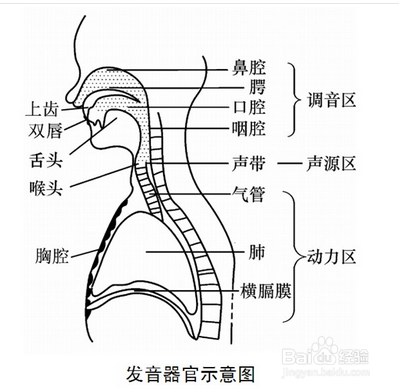 发声的基本过程（发声的基本要领）-图1