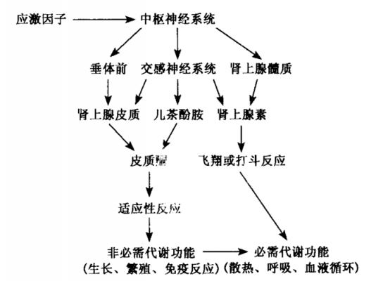 应激过程包括（应激过程包括以下哪几部分）-图3