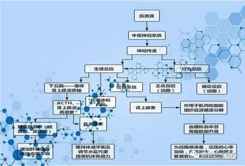 应激过程包括（应激过程包括以下哪几部分）-图2