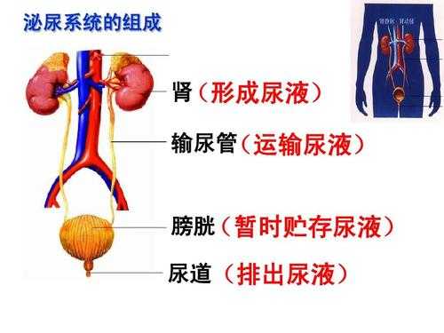 泌尿过程包括排泄过程吗（泌尿系统排泄过程）-图2