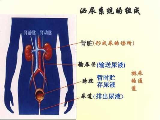 泌尿过程包括排泄过程吗（泌尿系统排泄过程）-图3