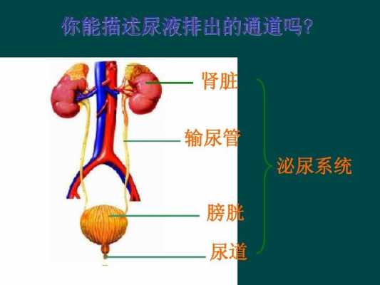 泌尿过程包括排泄过程吗（泌尿系统排泄过程）-图1