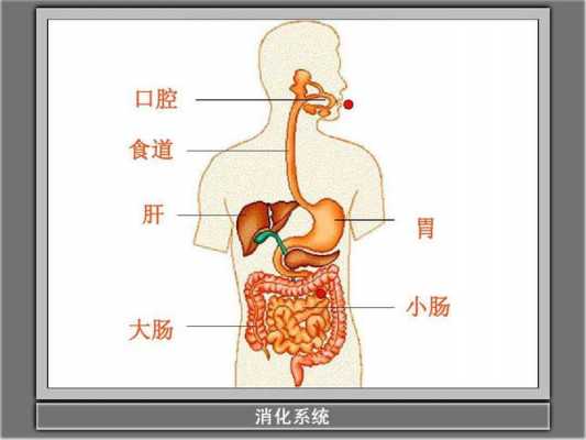 消化的过程有（消化的过程有哪些）-图2