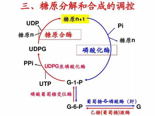 糖原合成过程的载体（糖原合成需要具备的条件是）-图1