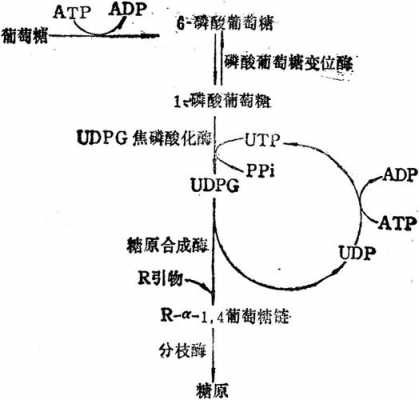 糖原合成过程的载体（糖原合成需要具备的条件是）-图3