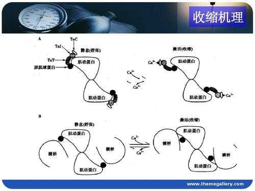 肌肉收缩传递过程（详述肌肉收缩的过程及其机理）-图2