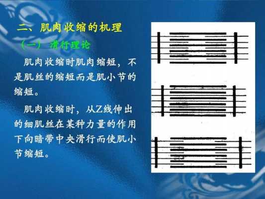 肌肉收缩传递过程（详述肌肉收缩的过程及其机理）-图3