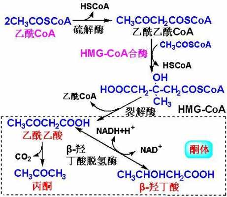 酮体的反应过程（酮体的反应过程包括）-图3