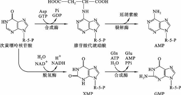 嘌呤核苷酸的合成过程（嘌呤核苷酸合成过程的关键步骤是合成）-图3