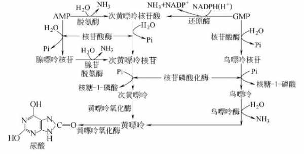 嘌呤核苷酸的合成过程（嘌呤核苷酸合成过程的关键步骤是合成）-图2